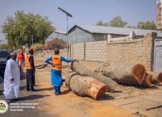Kano court jails man for illegal tree felling