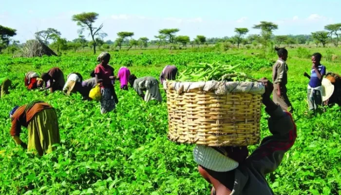Farmers-at-Work-in-their-Various-Farms_copy_750x450_1